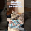 朝、旅行に行ってしまう少年を見送る大型猫。荷物に自分の香りをつけておくよ#shorts