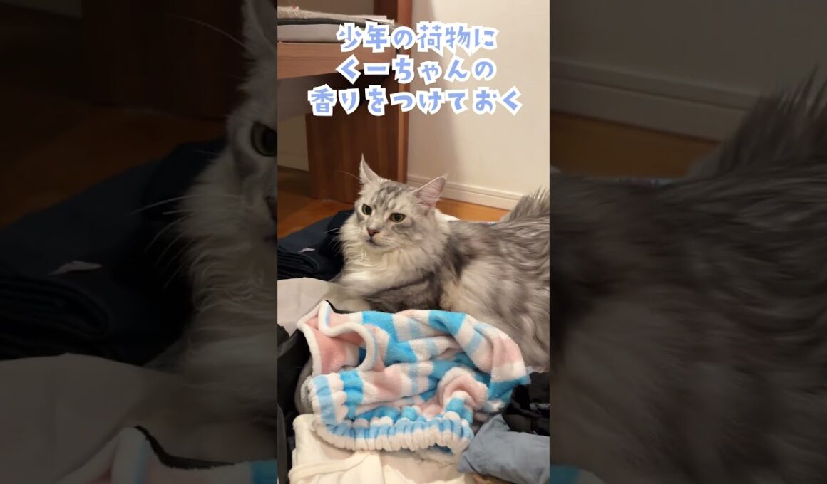 朝、旅行に行ってしまう少年を見送る大型猫。荷物に自分の香りをつけておくよ#shorts