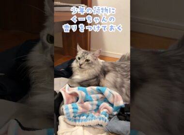 朝、旅行に行ってしまう少年を見送る大型猫。荷物に自分の香りをつけておくよ#shorts