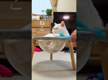 みっちみちに詰まった猫の存在感が凄すぎるｗ #Shorts #cat