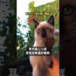 シャム猫の耳やしっぽが黒い理由 #猫 #雑学 #shorts