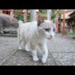 神社で暮らす看板シャム猫が夕方になるとパトロールへ出掛ける