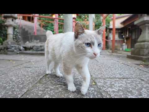 神社で暮らす看板シャム猫が夕方になるとパトロールへ出掛ける
