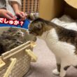 お寺に捨てられた子猫を新しいママ猫に託したら