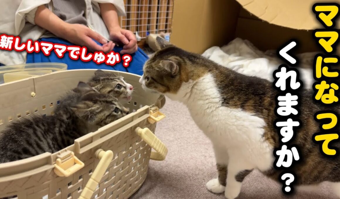 お寺に捨てられた子猫を新しいママ猫に託したら