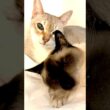 おててに頭をのせちゃったり、背中に足をのせちゃったりしつつ、まったりのシンガプーラとたぬき猫なのにゃ♪ #cat #シンガプーラ #トンキニーズ#たぬき猫#singapura#tonkinese