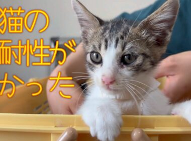 三日で治っちゃった⁉子猫の回復力が凄かった