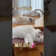 テーブルが猫だらけになってました😽💓 #ラグドール #猫好きさんと繋がりたい #cat #ねこのいる暮らし #ねこ動画