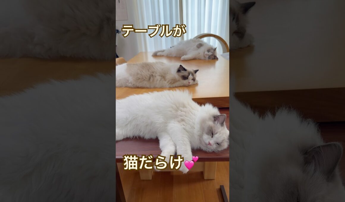 テーブルが猫だらけになってました😽💓 #ラグドール #猫好きさんと繋がりたい #cat #ねこのいる暮らし #ねこ動画