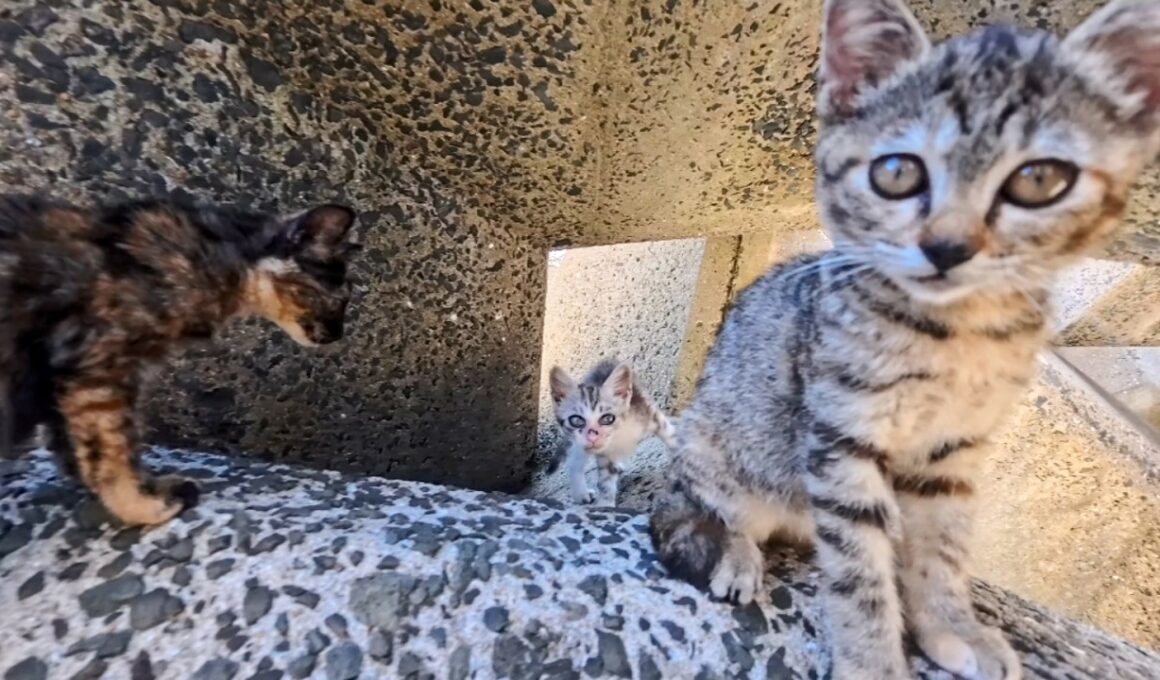 子猫たちの遊び場、テトラポットの下に付いていってみた