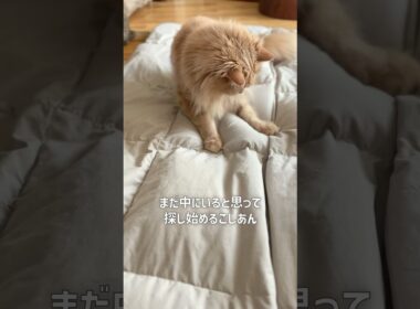 布団で暴れる猫【サイベリアン・こしあん・小倉】  #shorts #サイベリアン #猫 #布団