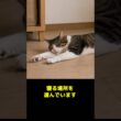 ネコはなぜ寝る場所を変える？実は気まぐれではなかった