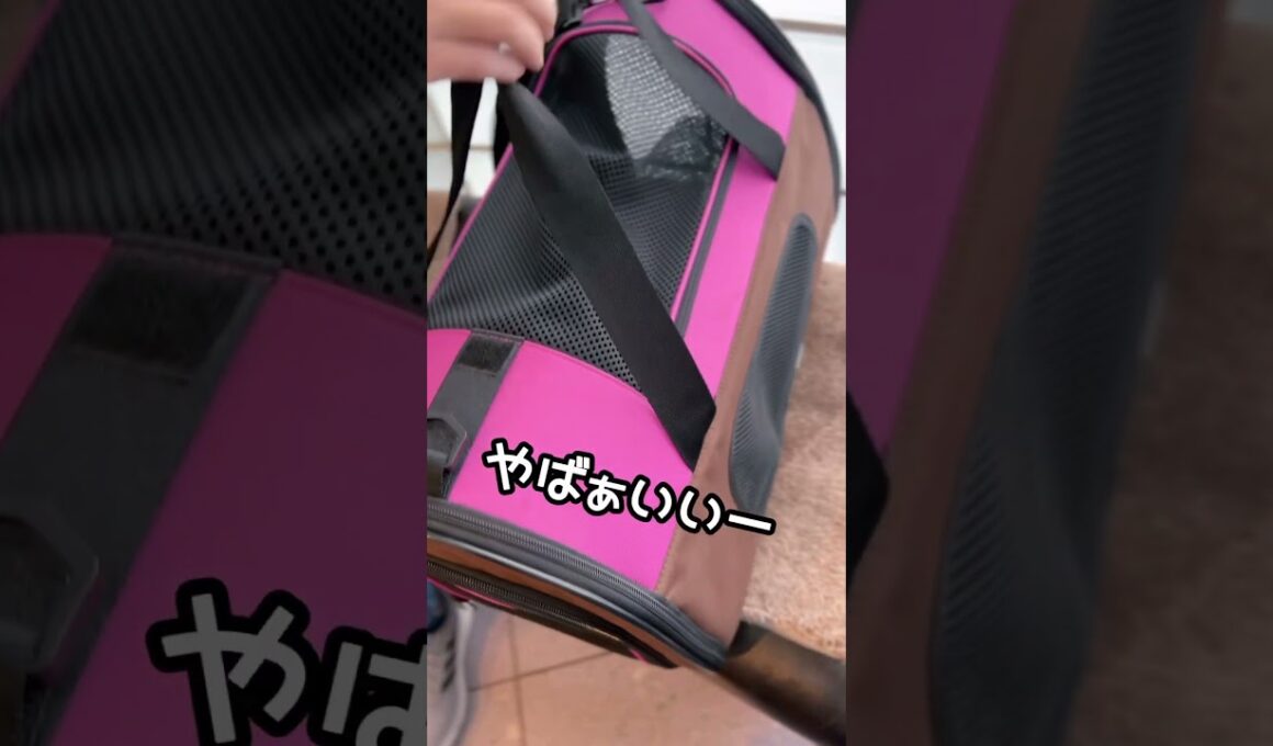 猫たちが大嫌いな注射…しれっと連れて行った結末がこちら #スフィンクス猫 #スコティッシュフォールド #shorts