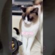 怒られ顔がカワイイ！諦め悪い系ねこ