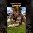 あまりにも可愛い子猫を拾った