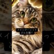 メインクーンはどんな猫？ #cat #猫のいる暮らし #ねこのいる生活 #猫動画 #shorts