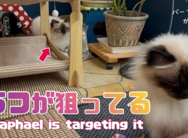 バーマン猫ガブとラフ【ラフが狙ってる】Raphael is targeting it（バーマン猫）Birman/Cat