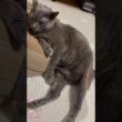 下半身は床_20260731 #shorts #cat #ロシアンブルー #猫
