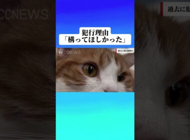 【マンチカン】ゆきちくんの可愛すぎる犯行理由　#猫のいる暮らし #猫 #youtubeshorts