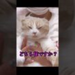 爪切りで変顔になった猫w 他の方法は関連動画！