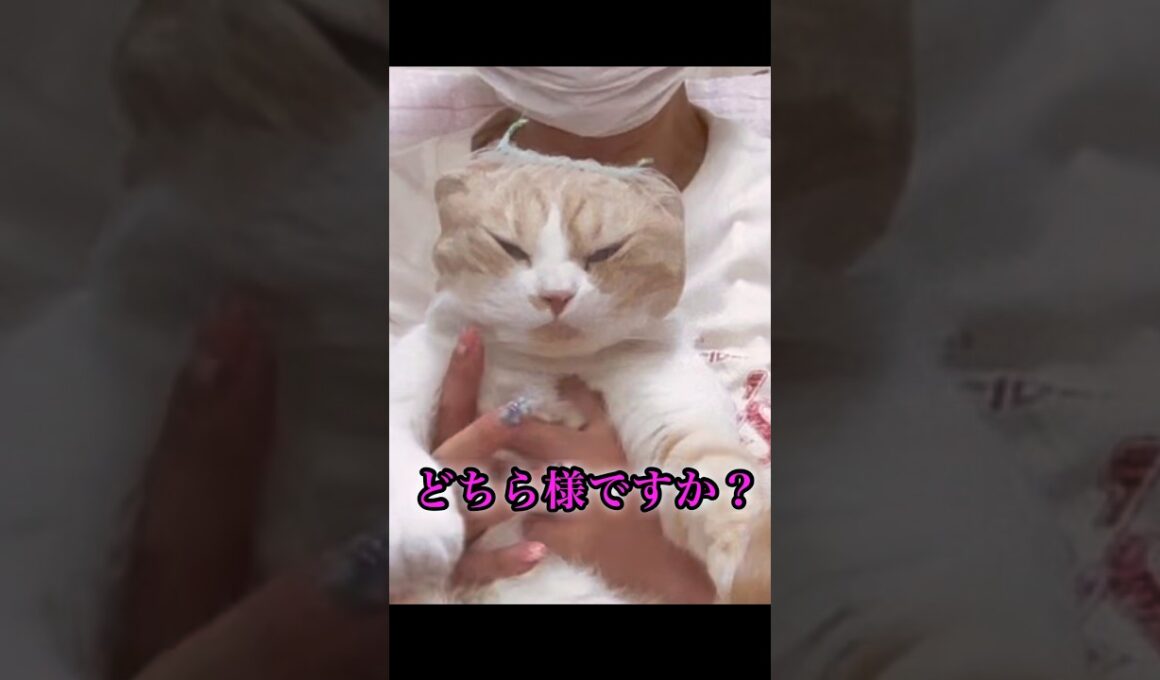 爪切りで変顔になった猫w 他の方法は関連動画！