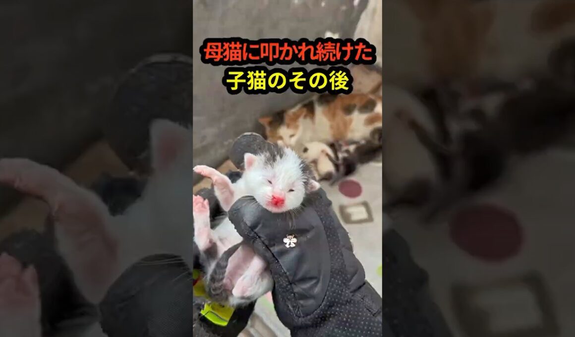 母猫に何度も突き飛ばされた子猫…成長後の姿に驚きました説明