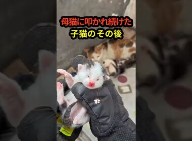 母猫に何度も突き飛ばされた子猫…成長後の姿に驚きました説明