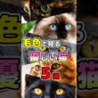 毛色で分かる？初心者でも飼いやすい優しい性格の猫5選 #ねこもよ #猫雑学 #猫