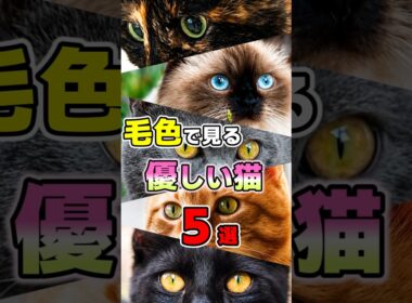 毛色で分かる？初心者でも飼いやすい優しい性格の猫5選 #ねこもよ #猫雑学 #猫