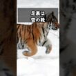 【天然のスノーシュー】雪の上でも足音ゼロ!? アムールトラの肉球の秘密🐾 #動物 #雑学 #ドキュメンタリー