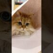 紙に隠れるのが好きな猫 【サイベリアン】 #Shorts