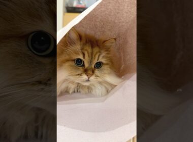 紙に隠れるのが好きな猫 【サイベリアン】 #Shorts
