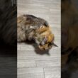 【メインクーン】猫、自分のサイズを気にしないEP2🐾