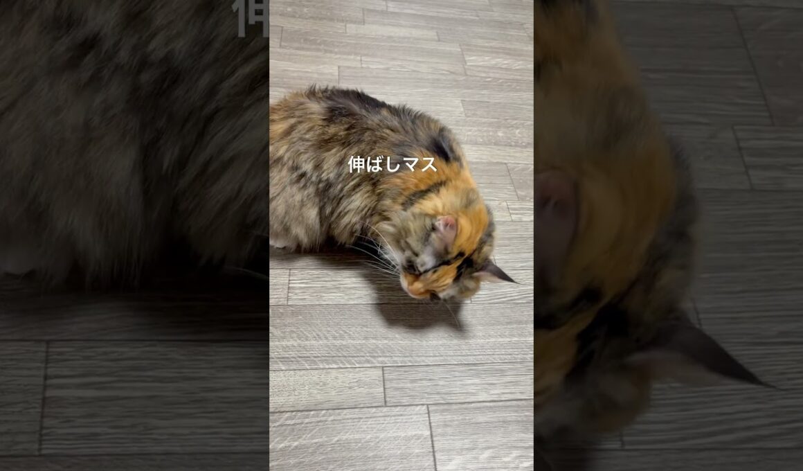 【メインクーン】猫、自分のサイズを気にしないEP2🐾