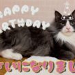 【誕生日🎂】末っ子アルくん、３さいになりました✨ターキッシュアンゴラ💗