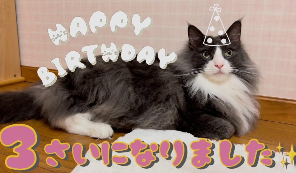 【誕生日🎂】末っ子アルくん、３さいになりました✨ターキッシュアンゴラ💗