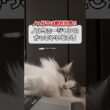 ノルウェージャンのかっこいいところ#shorts #猫 #cat #ノルウェージャンフォレストキャット