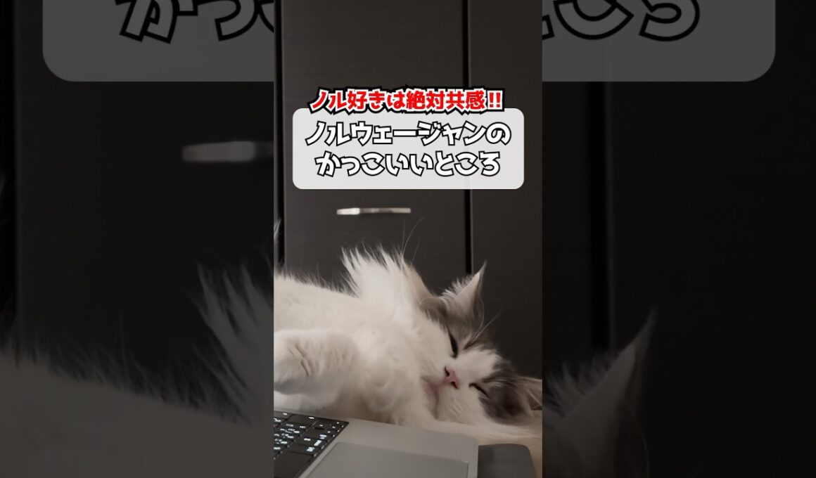 ノルウェージャンのかっこいいところ#shorts #猫 #cat #ノルウェージャンフォレストキャット