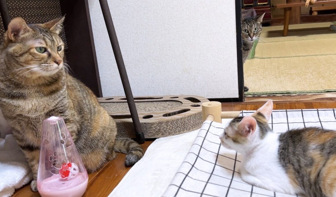 【子猫と先住猫たちのご対面】接し方はそれぞれ。でもみんな優しい先輩猫たち
