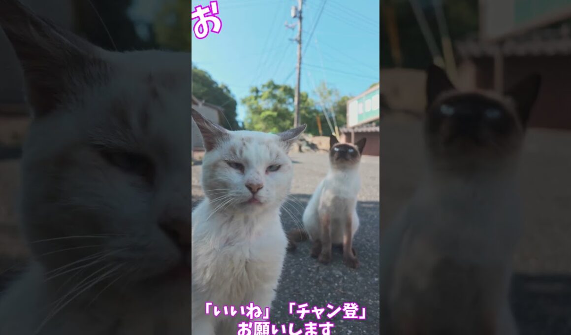 指ペロするシャムとその友達　　　猫」「CAT & PEACE」  #ねこ動画 #cat #ネコムート