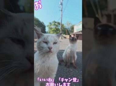 指ペロするシャムとその友達　　　猫」「CAT & PEACE」  #ねこ動画 #cat #ネコムート