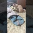 朝の陽ざしの中。じゃれあうシャム雫と黒猫の黒夢
