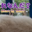 バーマン猫ラフ【これなんだ？】What is this?（バーマン猫）Birman/Cat