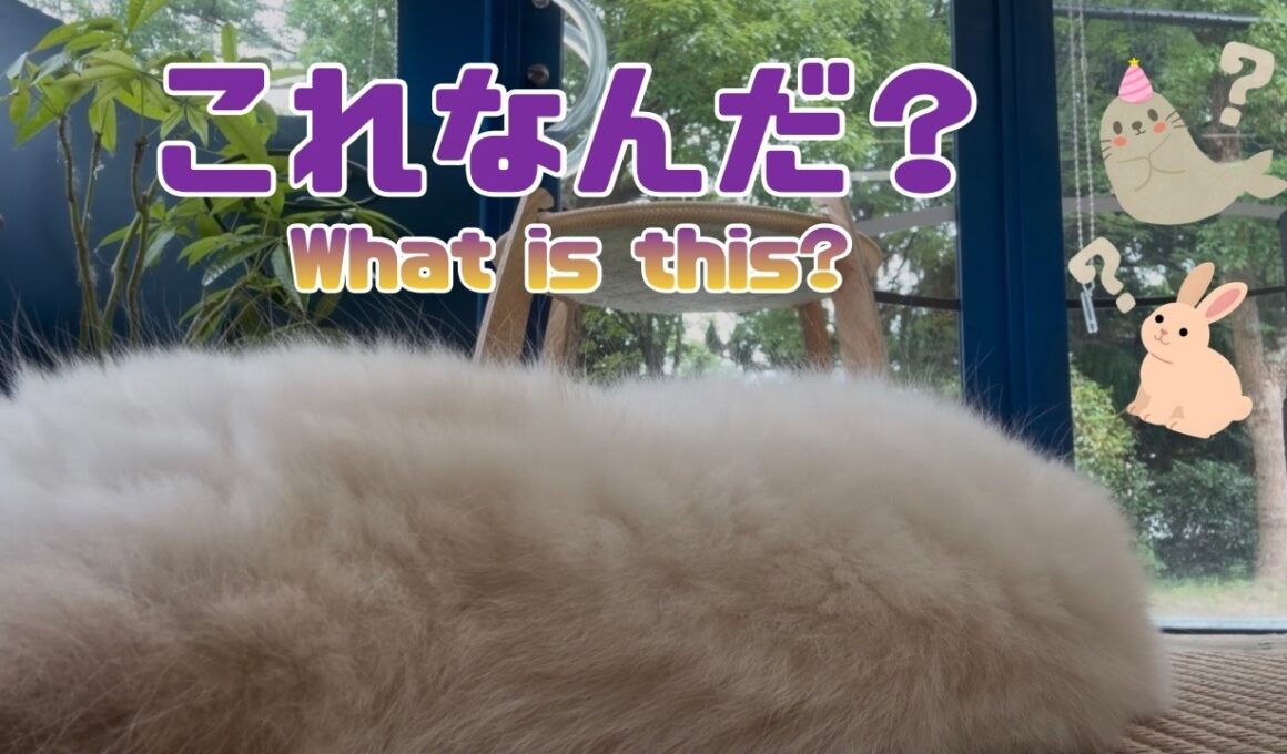 バーマン猫ラフ【これなんだ？】What is this?（バーマン猫）Birman/Cat