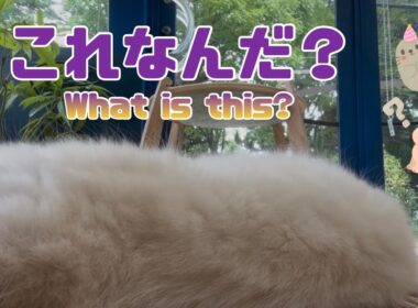 バーマン猫ラフ【これなんだ？】What is this?（バーマン猫）Birman/Cat