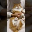 メロい猫になりました🫪 #shorts #猫 #マンチカン #cat #munchkin