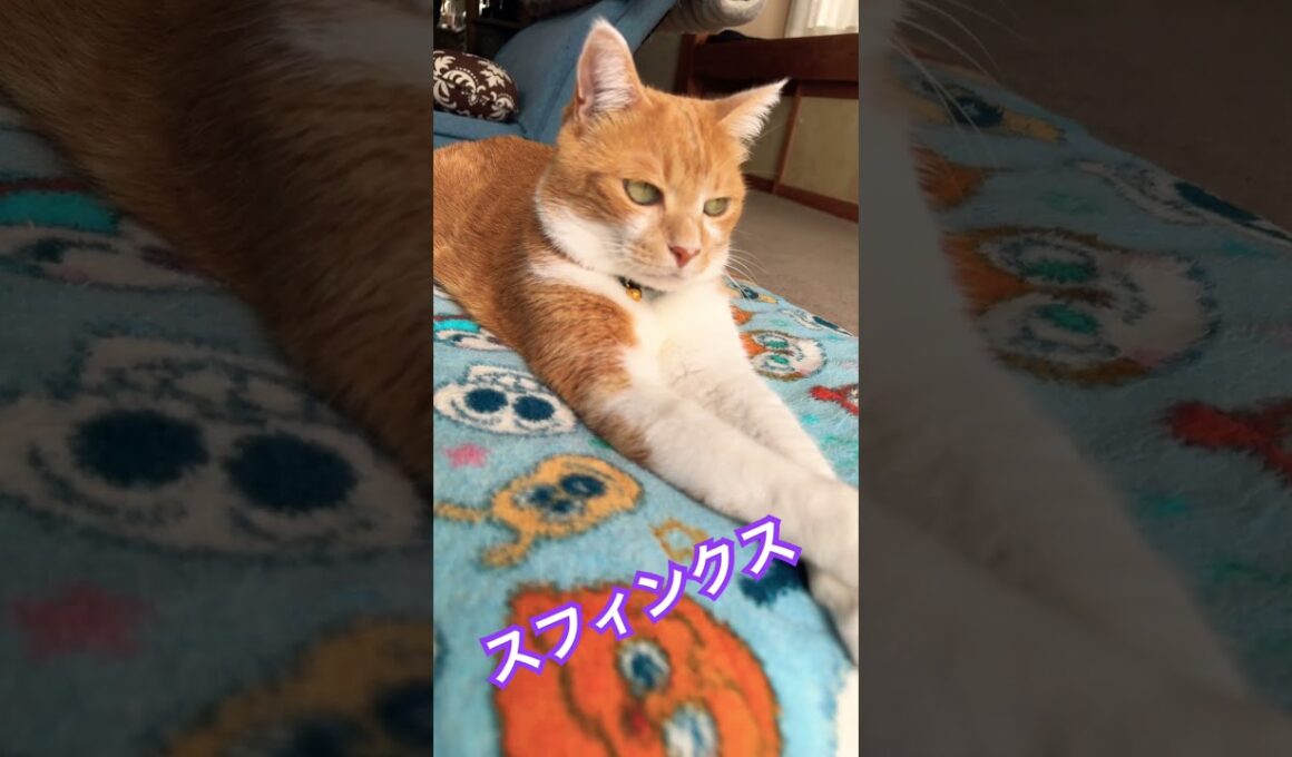 スフィンクス #猫のいる暮らし