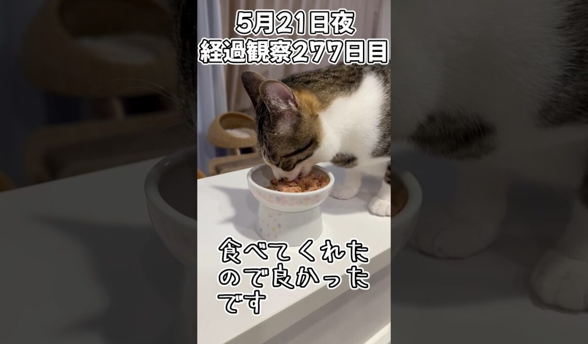 ハルのFIP闘病記 投薬治療終了! 経過観察277日目 #shorts #猫 #子猫