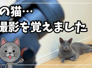 撮影が始まると、自分からスタンバイする猫がこちらです