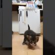 生後1ヶ月ブラウンのメインクーン彦星君